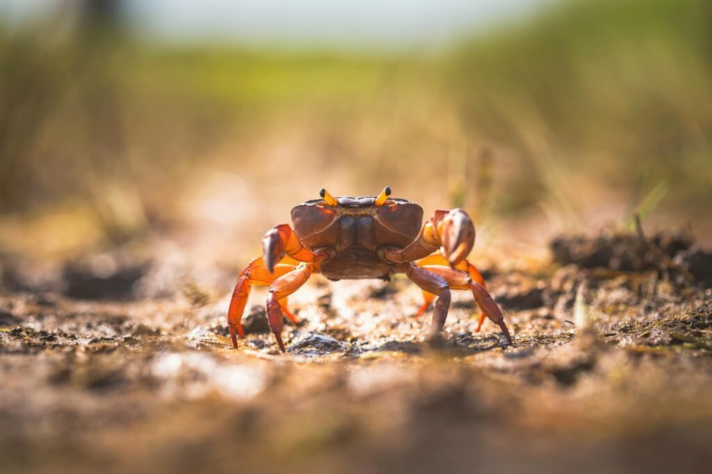 Hermit Crab